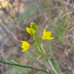 Bulbine glauca (Rock Lily) at Paddys River, ACT - 8 Feb 2024 by Csteele4