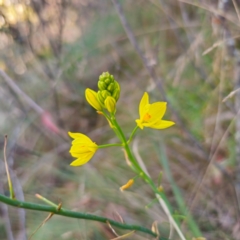 Bulbine glauca (Rock Lily) at Tidbinbilla Nature Reserve - 8 Feb 2024 by Csteele4