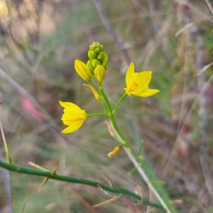 Bulbine glauca at Tidbinbilla Nature Reserve - 8 Feb 2024