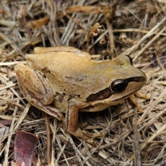 Litoria verreauxii verreauxii at QPRC LGA - 8 Feb 2024 12:10 PM