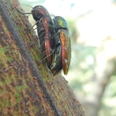 Diphucrania sp. (genus) (Jewel Beetle) at Flea Bog Flat to Emu Creek Corridor - 7 Feb 2024 by JohnGiacon
