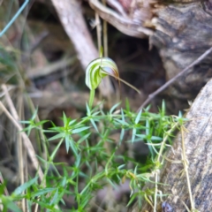 Diplodium decurvum (Summer greenhood) at Tidbinbilla Nature Reserve - 8 Feb 2024 by Csteele4