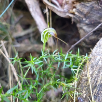 Diplodium decurvum (Summer greenhood) at Paddys River, ACT - 8 Feb 2024 by Csteele4