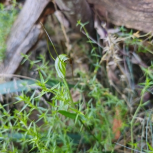 Diplodium decurvum at Tidbinbilla Nature Reserve - suppressed