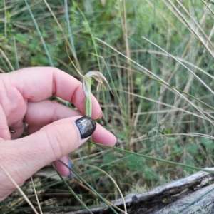 Diplodium sp. at Tidbinbilla Nature Reserve - 8 Feb 2024