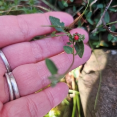 Einadia nutans subsp. nutans (Climbing Saltbush) at Paddys River, ACT - 8 Feb 2024 by Csteele4