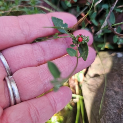 Einadia nutans subsp. nutans (Climbing Saltbush) at Paddys River, ACT - 8 Feb 2024 by Csteele4