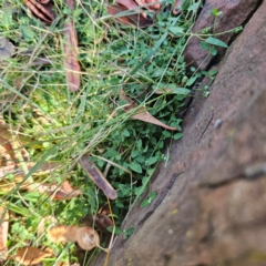 Einadia nutans subsp. nutans at Tidbinbilla Nature Reserve - 8 Feb 2024 05:00 PM