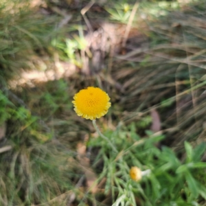 Coronidium monticola at Tidbinbilla Nature Reserve - 8 Feb 2024