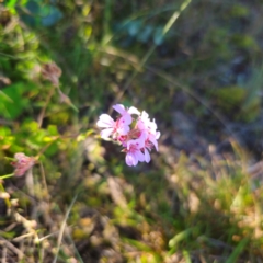 Pelargonium australe (Austral Stork's-bill) at Paddys River, ACT - 8 Feb 2024 by Csteele4