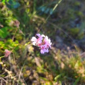 Pelargonium australe at Tidbinbilla Nature Reserve - suppressed