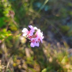 Pelargonium australe at Tidbinbilla Nature Reserve - suppressed