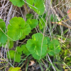 Pelargonium australe at Tidbinbilla Nature Reserve - suppressed