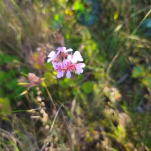 Pelargonium australe at Tidbinbilla Nature Reserve - 8 Feb 2024