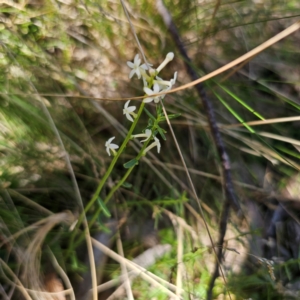 Stackhousia monogyna at Tidbinbilla Nature Reserve - 8 Feb 2024