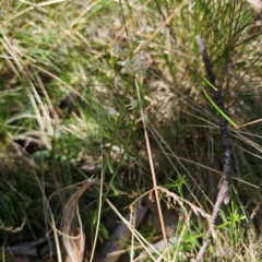 Stackhousia monogyna at Tidbinbilla Nature Reserve - 8 Feb 2024