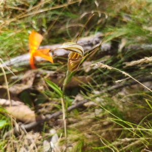 Diplodium coccinum at Namadgi National Park - 8 Feb 2024