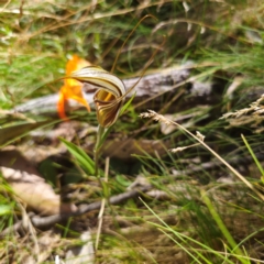 Diplodium coccinum at Namadgi National Park - suppressed