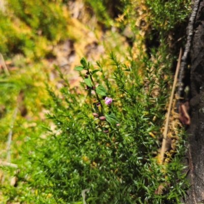 Scutellaria humilis (Dwarf Skullcap) at Paddys River, ACT - 8 Feb 2024 by Csteele4