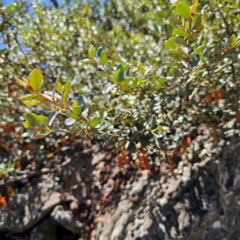 Grevillea diminuta at Tidbinbilla Nature Reserve - 8 Feb 2024 by Csteele4