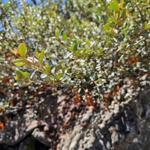 Grevillea diminuta at Tidbinbilla Nature Reserve - 8 Feb 2024