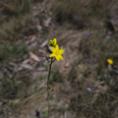 Bulbine glauca (Rock Lily) at Cotter River, ACT - 8 Feb 2024 by Csteele4