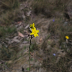 Bulbine glauca at Namadgi National Park - 8 Feb 2024