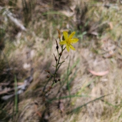 Bulbine glauca at Namadgi National Park - 8 Feb 2024 01:14 PM