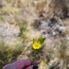 Bulbine glauca at Namadgi National Park - 8 Feb 2024