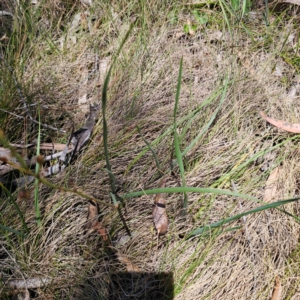 Bulbine glauca at Namadgi National Park - 8 Feb 2024 01:14 PM