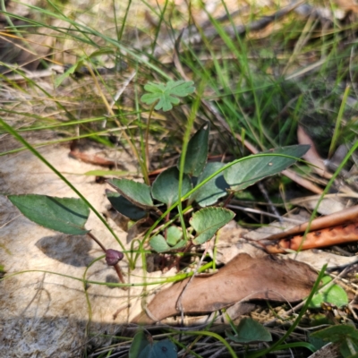 Viola betonicifolia (Mountain Violet) at Paddys River, ACT - 8 Feb 2024 by Csteele4