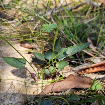 Viola betonicifolia (Mountain Violet) at Tidbinbilla Nature Reserve - 8 Feb 2024 by Csteele4