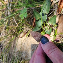 Viola betonicifolia at Tidbinbilla Nature Reserve - 8 Feb 2024 01:16 PM