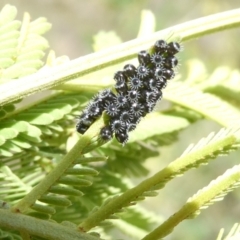 Asopinae sp. (Subfamily) (A predatory stink bug) at Emu Creek - 7 Feb 2024 by JohnGiacon