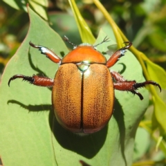 Anoplognathus sp. (genus) at Kosciuszko National Park - 7 Feb 2024