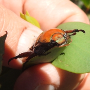 Anoplognathus sp. (genus) at Kosciuszko National Park - 7 Feb 2024