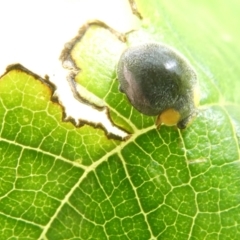 Apolinus lividigaster (Yellow Shouldered Ladybird) at Emu Creek - 7 Feb 2024 by JohnGiacon