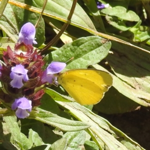 Eurema smilax at Kosciuszko National Park - 7 Feb 2024