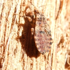 Aradidae sp. (family) (Flat bug) at Emu Creek Belconnen (ECB) - 7 Feb 2024 by JohnGiacon