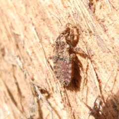 Aradidae sp. (family) at Emu Creek Belconnen (ECB) - 7 Feb 2024