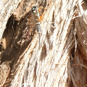 Xanthocryptus novozealandicus at Emu Creek Belconnen (ECB) - 7 Feb 2024