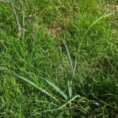 Dianella sp. aff. longifolia (Benambra) (Pale Flax Lily, Blue Flax Lily) at The Pinnacle - 7 Feb 2024 by CattleDog