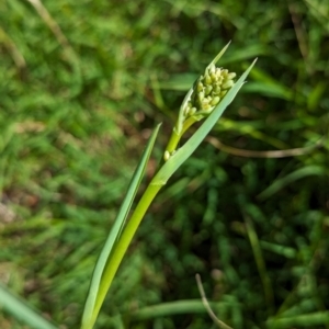 Dianella sp. aff. longifolia (Benambra) at The Pinnacle - 8 Feb 2024 10:36 AM