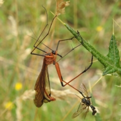 Harpobittacus australis (Hangingfly) at Kosciuszko National Park - 7 Feb 2024 by HelenCross