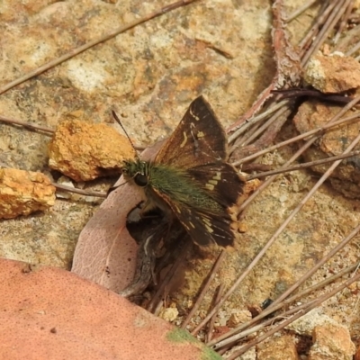 Dispar compacta (Barred Skipper) at Wingecarribee Local Government Area - 8 Feb 2024 by GlossyGal