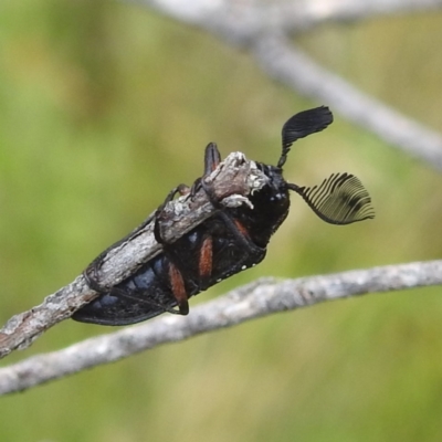 Rhipicera femorata (Feather-horned beetle) at Kosciuszko National Park - 7 Feb 2024 by HelenCross