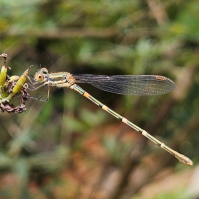 Austrolestes leda (Wandering Ringtail) at QPRC LGA - 8 Feb 2024 by MatthewFrawley