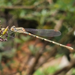 Austrolestes leda at QPRC LGA - 8 Feb 2024