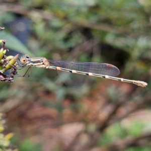 Austrolestes leda at QPRC LGA - 8 Feb 2024