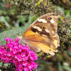 Heteronympha merope (Common Brown Butterfly) at QPRC LGA - 8 Feb 2024 by MatthewFrawley